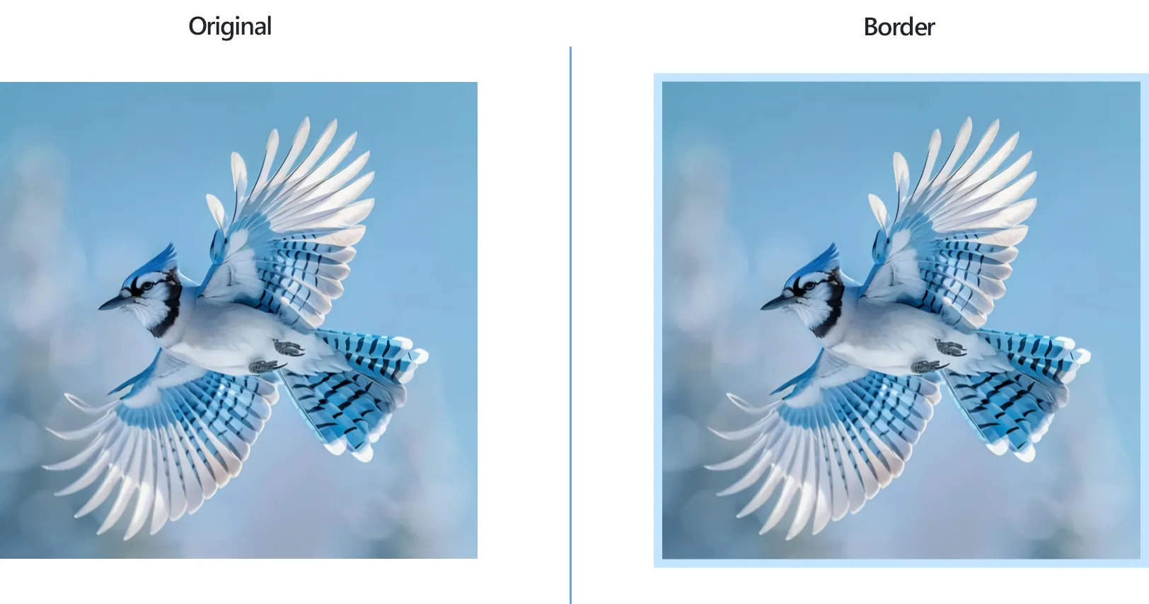 How to add a border to lots of pictures at once